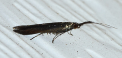 Coleophora mayrella