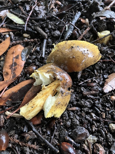 Amanita chatamagotake