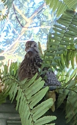Eared Dove