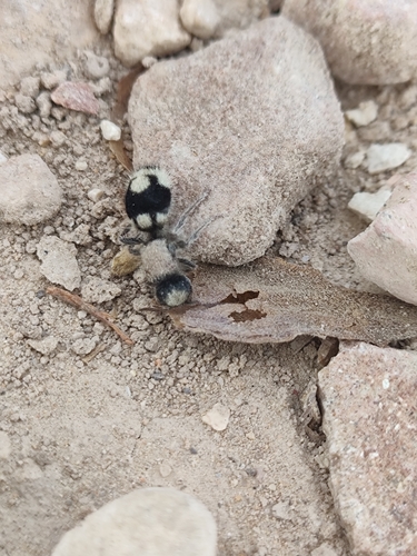 Ronisia ghilianii