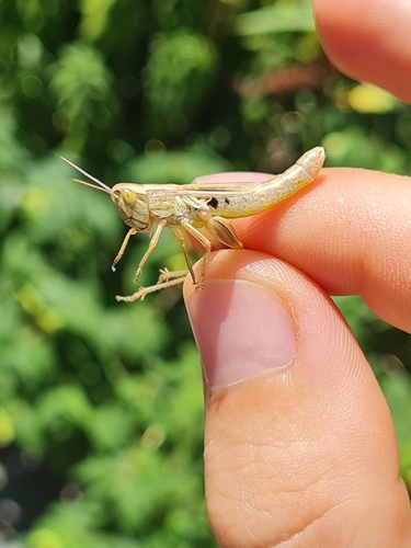 Common Straw Grasshopper