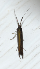 Coleophora mayrella