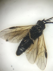 Cladius pectinicornis