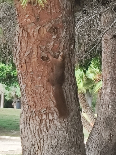 Eurasian Red Squirrel
