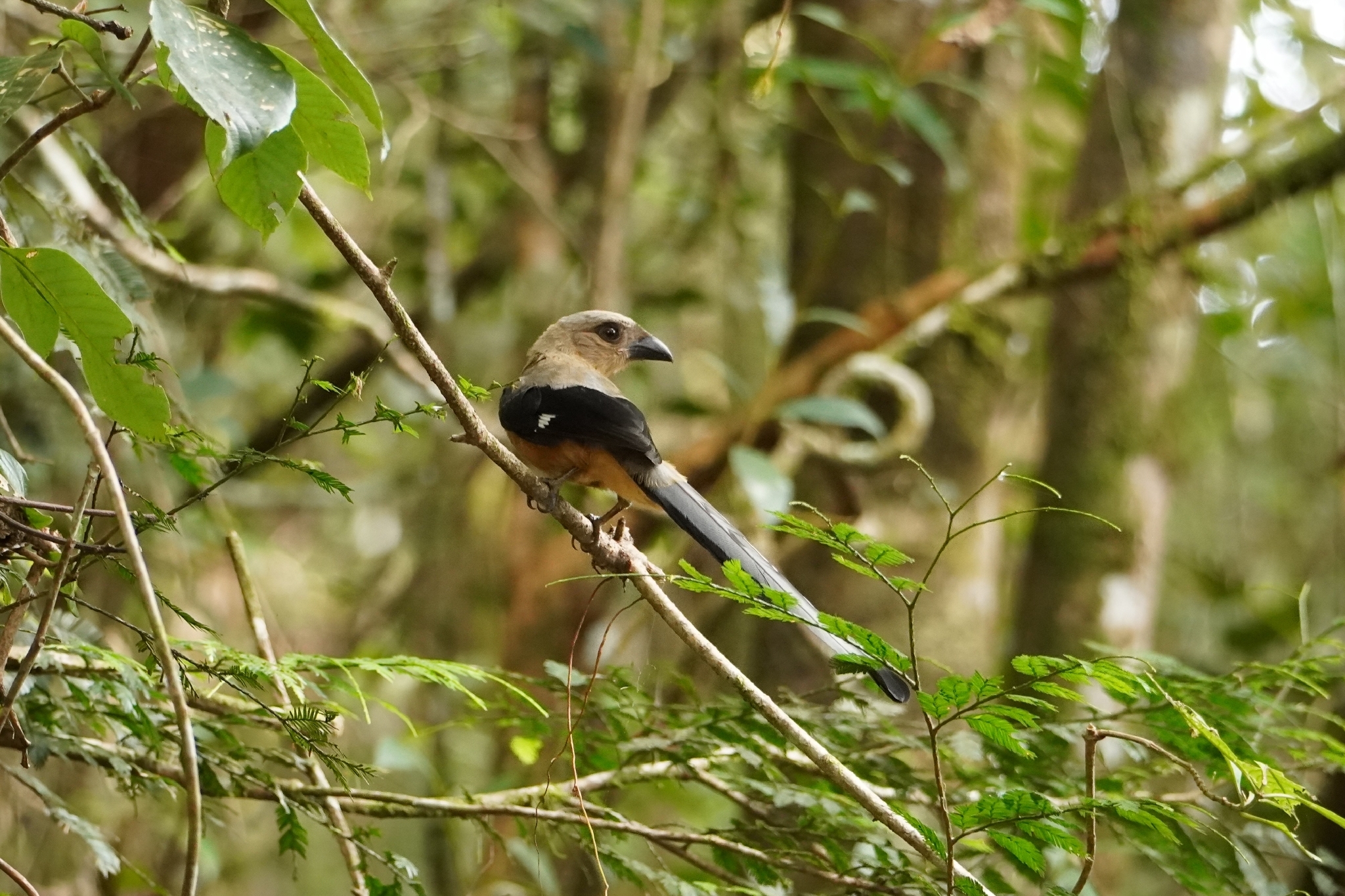 Bornean Treepie (Dendrocitta cinerascens), photo 6
