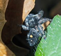 Phidippus audax