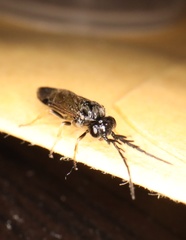 Cladius pectinicornis