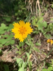 Coreopsis nuecensis