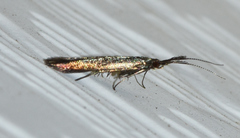 Coleophora mayrella