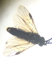 Cladius pectinicornis