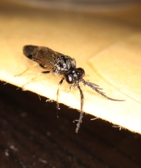 Cladius pectinicornis