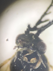 Cladius pectinicornis