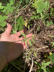 Coreopsis nuecensis