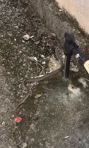 Buff Striped Keelback