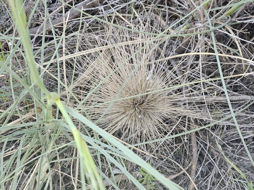 Spinifex hirsutus observed 2026-06-25