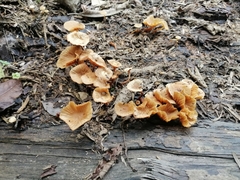 Galerina velutipes