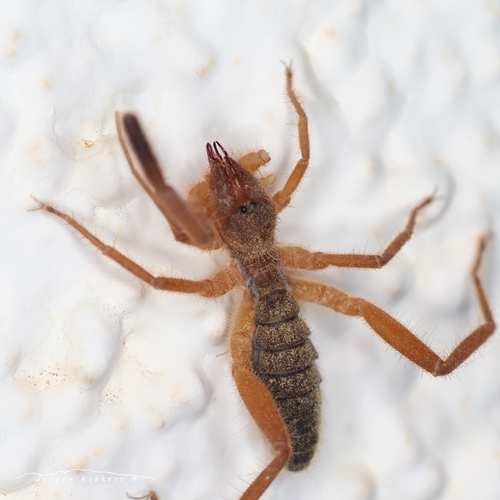 Iberian Solifugid