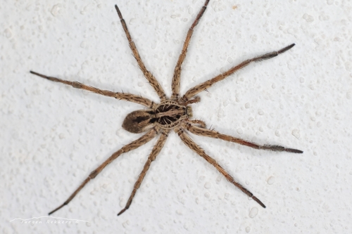 Radiated Wolf Spider