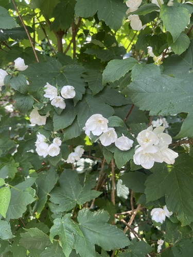 Sweet Mock Orange