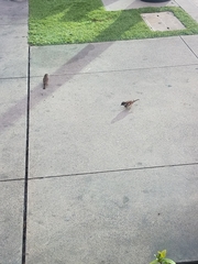 Passer domesticus