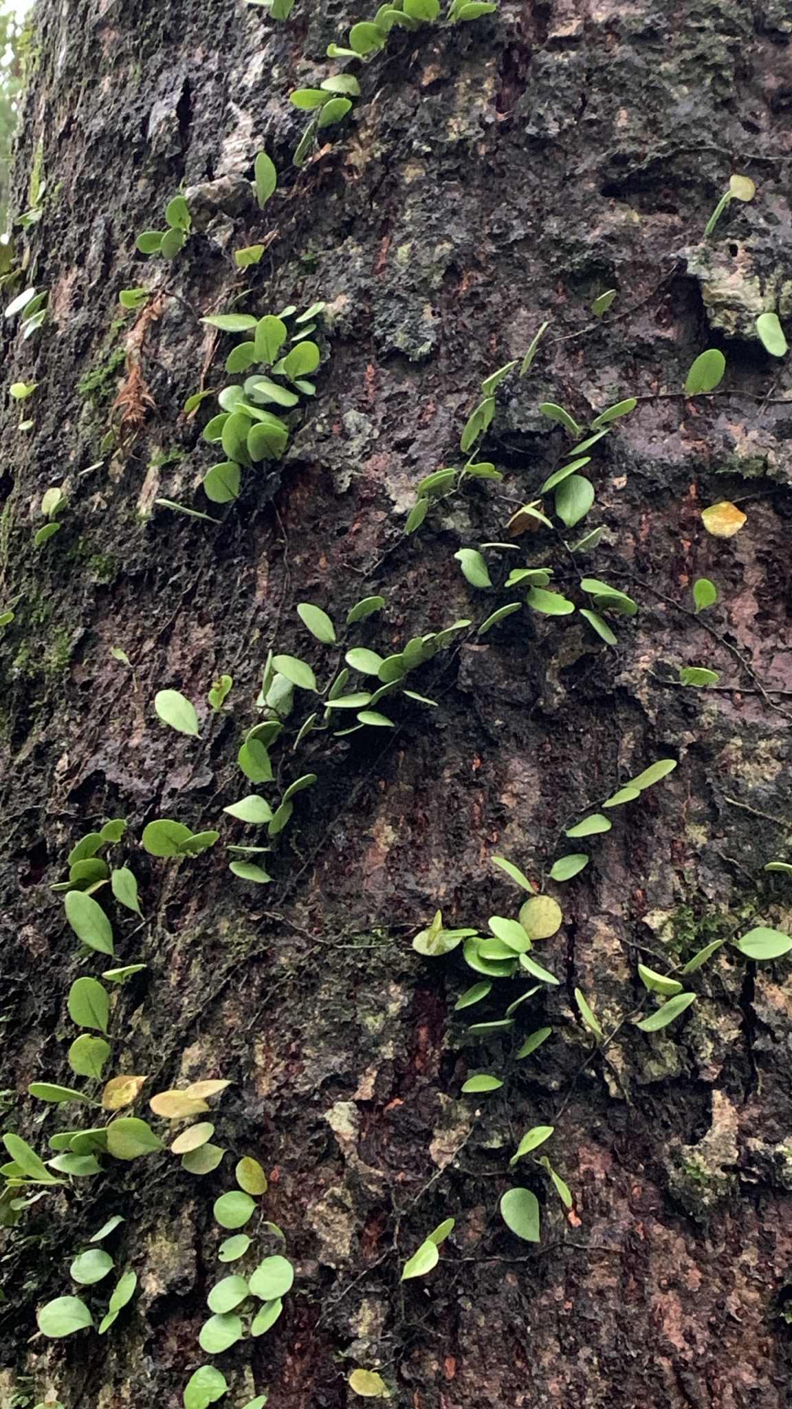 Lepisorus microphyllus (Lepisorus microphyllus)