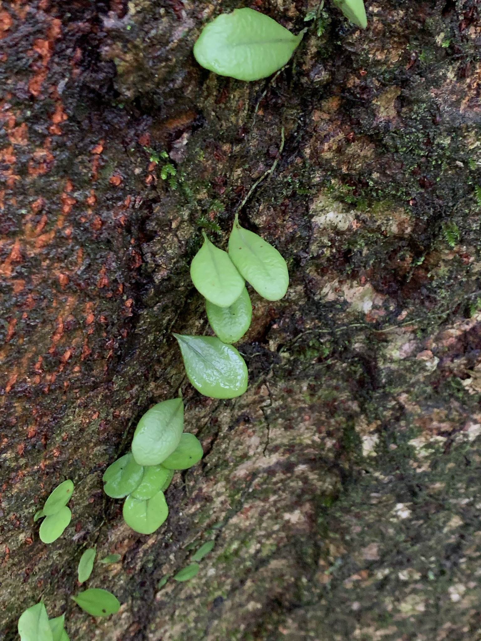 Lepisorus microphyllus — ảnh 3