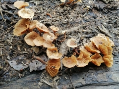 Galerina velutipes