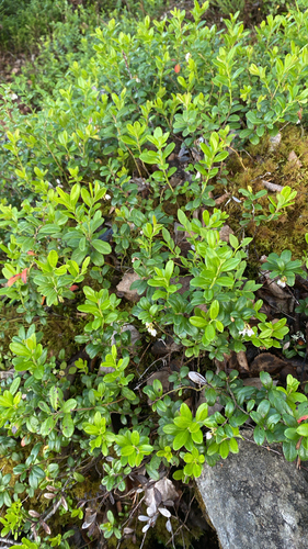 Lingonberry