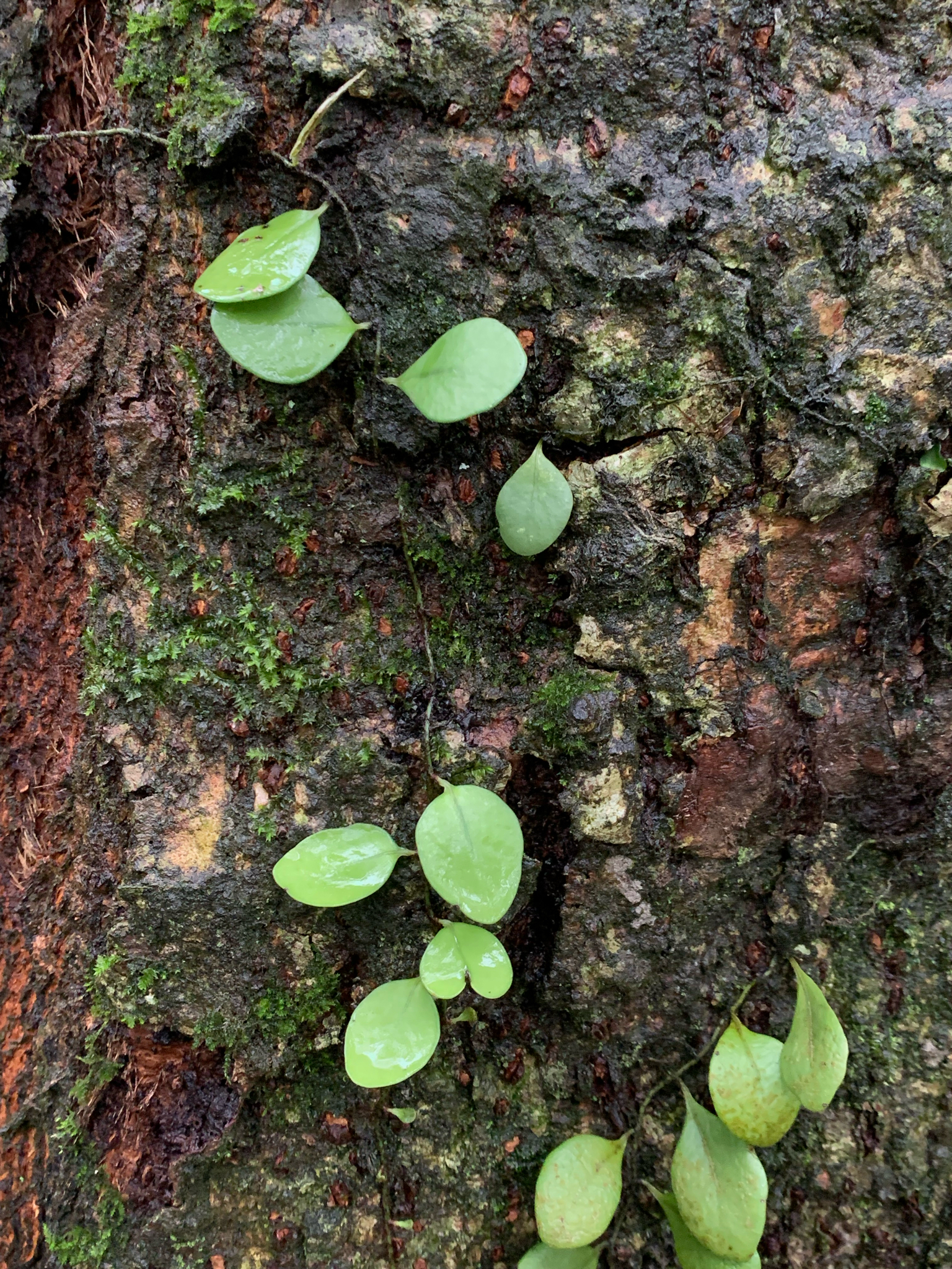 Lepisorus microphyllus — ảnh 2