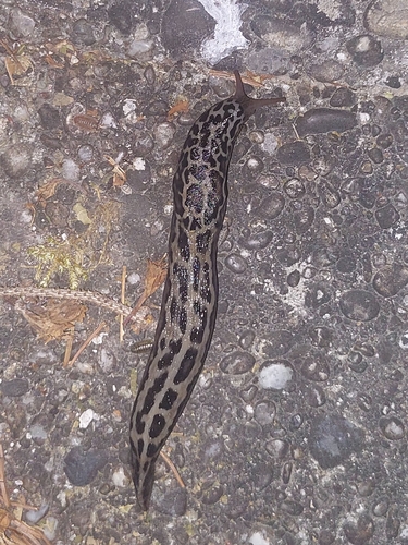 Leopard Slug