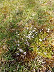 Houstonia serpyllifolia