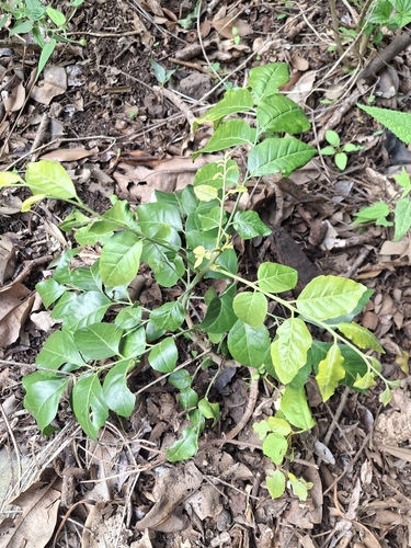 Micromelum minutum, photograph 1