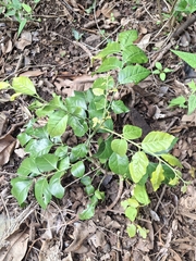 Micromelum minutum