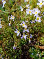 Houstonia serpyllifolia
