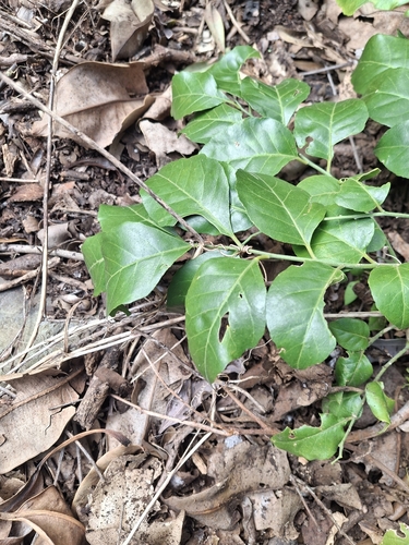 Micromelum minutum, photograph 2