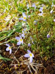 Houstonia serpyllifolia