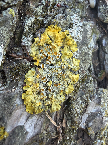 Common Sunburst Lichen