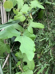 Aristolochia cucurbitifolia