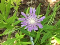 Stokesia laevis