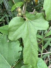 Aristolochia cucurbitifolia