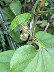 Aristolochia cucurbitifolia