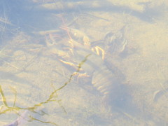 Pontastacus leptodactylus