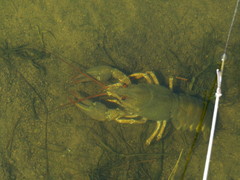 Pontastacus leptodactylus