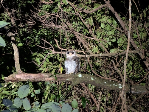 Barred Eagle-Owl (Ketupa sumatrana), photo 1