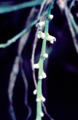 Microcoelia exilis image