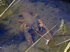 Pontastacus leptodactylus