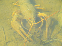 Pontastacus leptodactylus