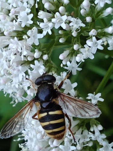 Yellow-barred Peat Hover Fly