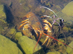 Pontastacus leptodactylus