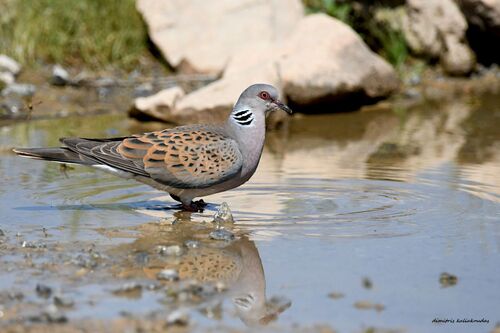 European Turtle-Dove